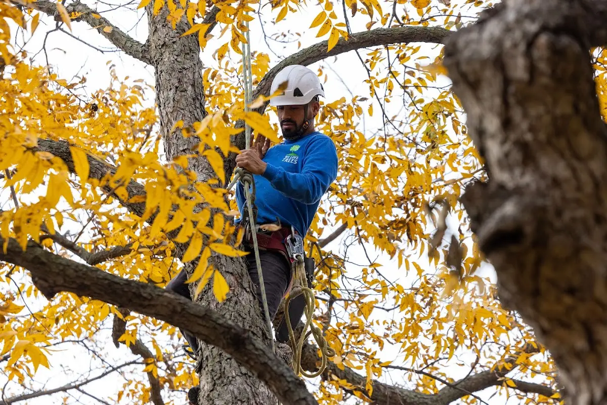 Skilled Tree Trimming crew working in Fresno